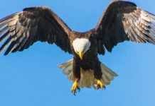 ¡Pelea como águila! #10Abr